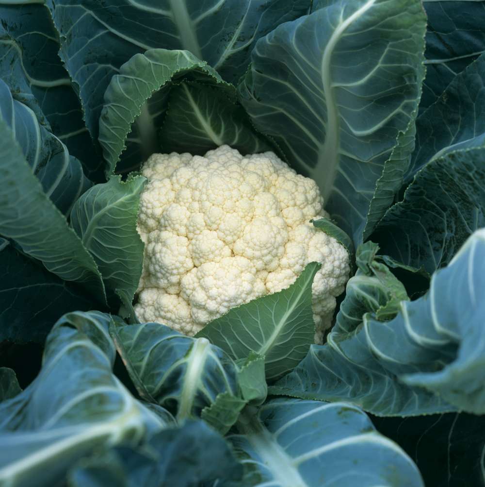 Blomkål 'Flora Blanca' (BIO frö)